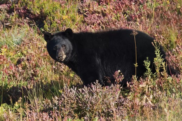 Ken Archer: Black bear autumn huckleberry by Ken Archer