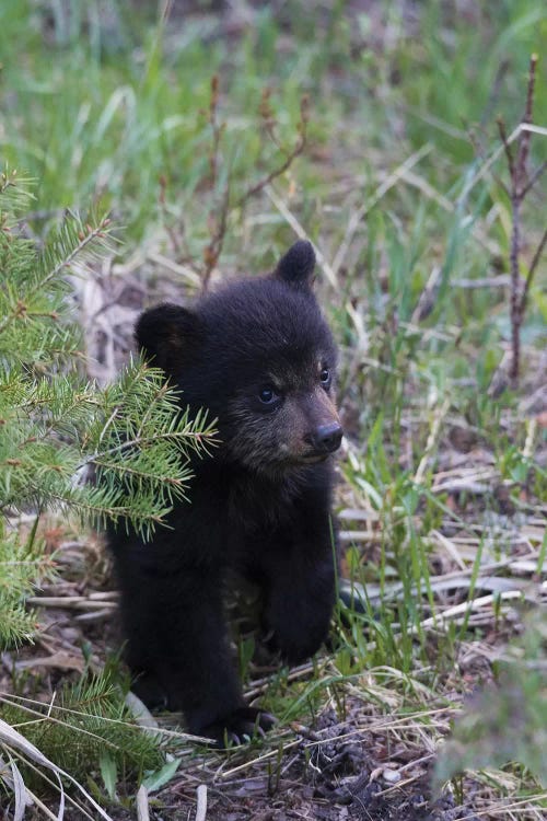 Black bear cub exploring