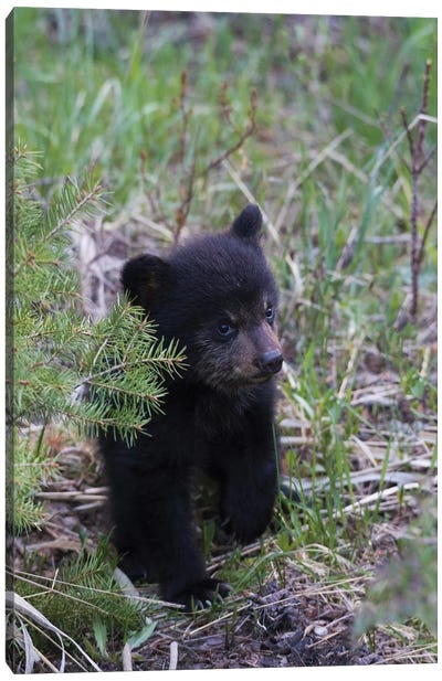 Black bear cub exploring Canvas Art Print
