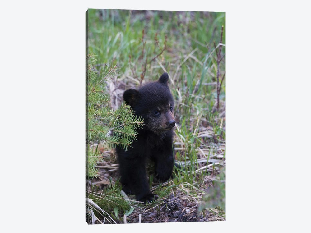 Black bear cub exploring by Ken Archer 1-piece Canvas Art