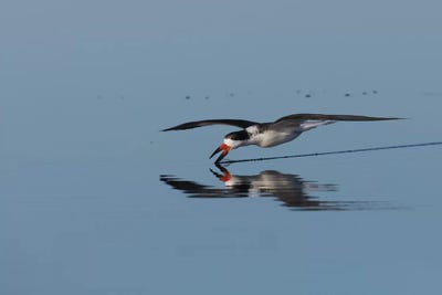 Black skimmer skimming for a meal by Ken Archer framed canvas print