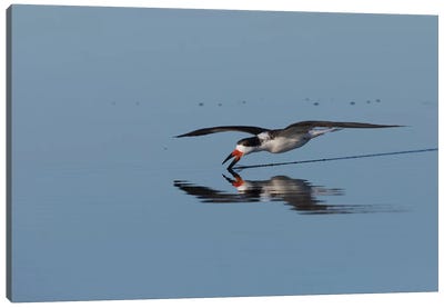 Black skimmer skimming for a meal Canvas Art Print