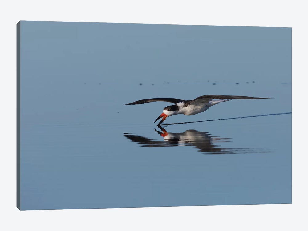 Black skimmer skimming for a meal by Ken Archer 1-piece Canvas Print