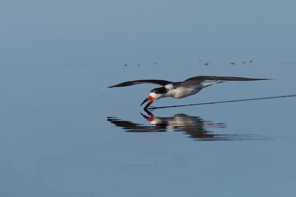 Ken Archer: Black skimmer skimming for a meal by Ken Archer