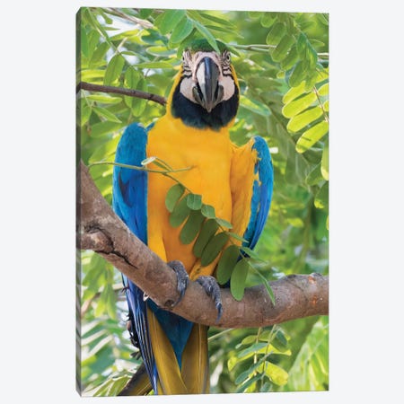 Blue and Gold Macaw Canvas Print #CHE53} by Ken Archer Canvas Wall Art