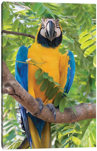 Blue and Gold Macaw Canvas Art Print - Macaw Art