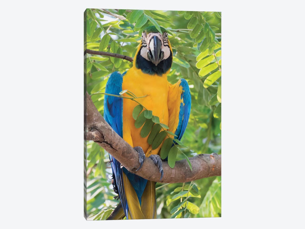 Blue and Gold Macaw by Ken Archer 1-piece Canvas Artwork