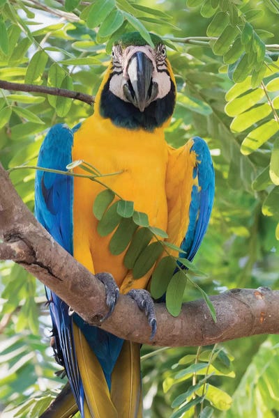 Ken Archer: Blue and Gold Macaw by Ken Archer