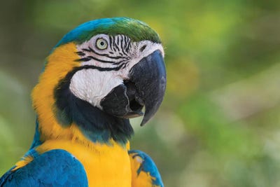 Blue and gold macaw close-up by Ken Archer art print