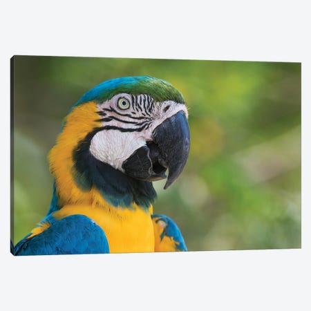 Blue and gold macaw close-up Canvas Print #CHE54} by Ken Archer Canvas Print