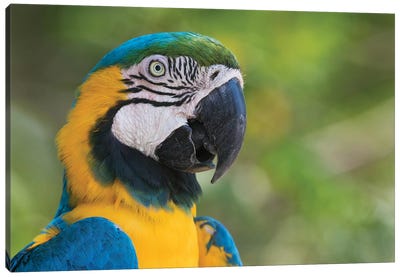 Blue and gold macaw close-up Canvas Art Print - Macaw Art