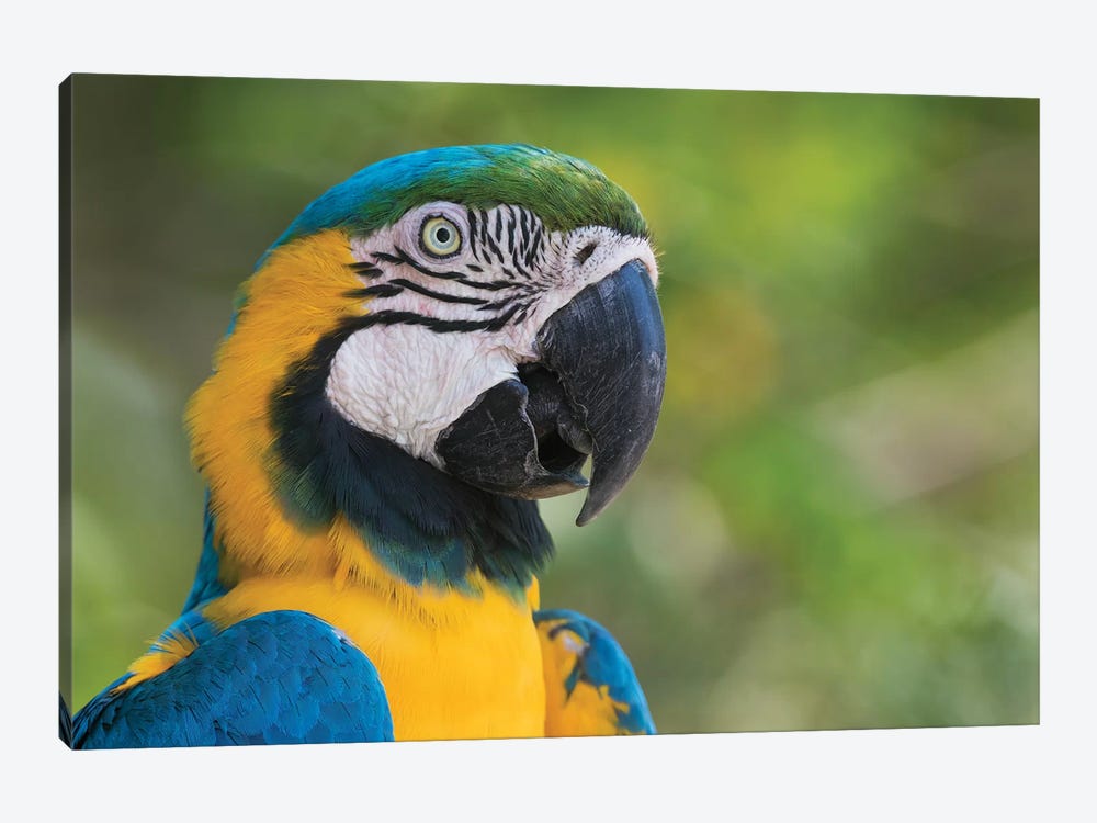 Blue and gold macaw close-up by Ken Archer 1-piece Canvas Print