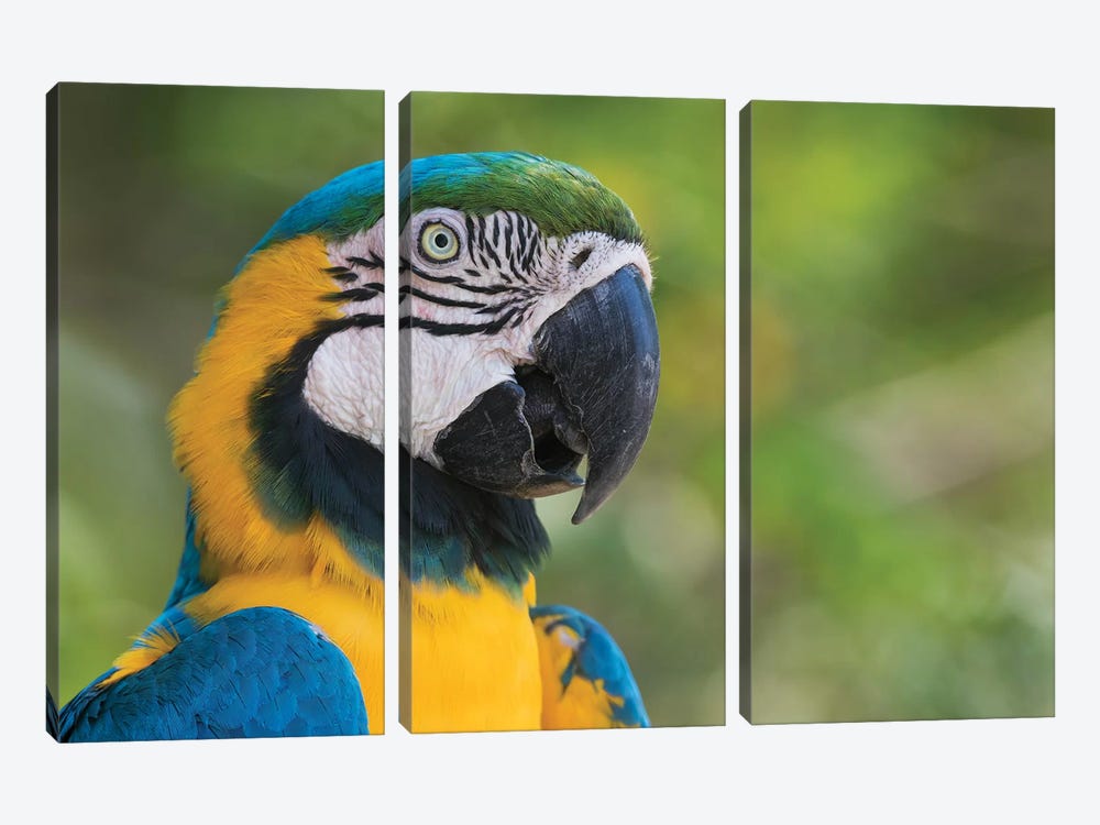 Blue and gold macaw close-up by Ken Archer 3-piece Art Print