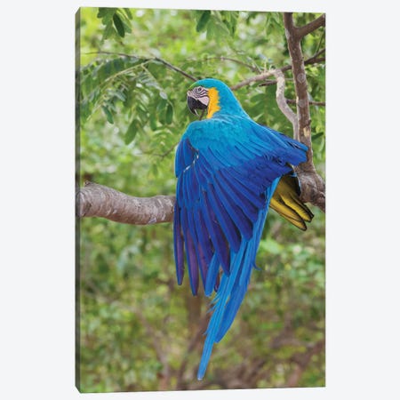 Blue and Gold Macaw stretching wing Canvas Print #CHE55} by Ken Archer Art Print
