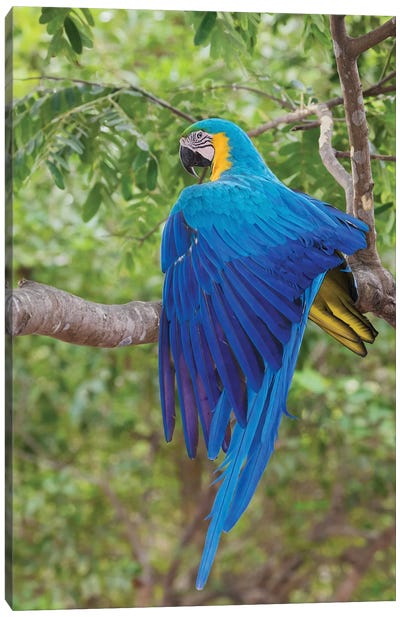 Blue and Gold Macaw stretching wing Canvas Art Print - Macaw Art