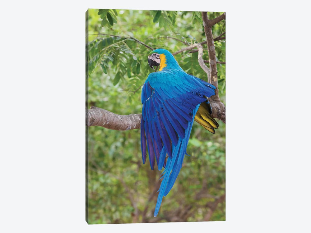 Blue and Gold Macaw stretching wing by Ken Archer 1-piece Canvas Artwork