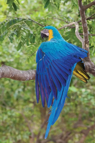 Ken Archer: Blue and Gold Macaw stretching wing by Ken Archer