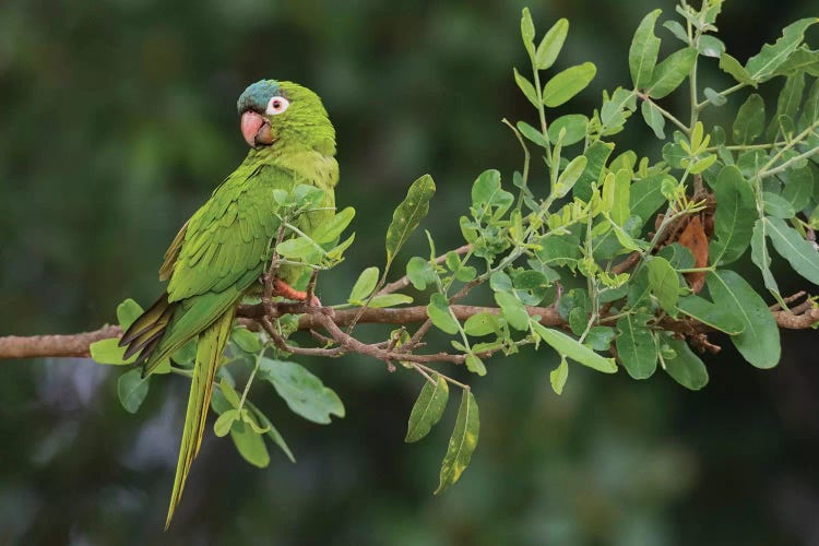 Blue-crowned parakeet