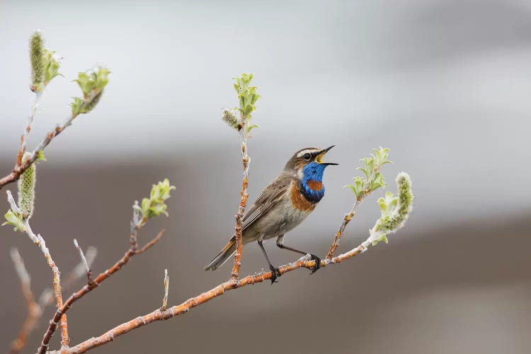 Bluethroat territorial song