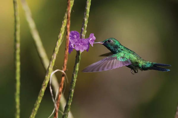 Ken Archer: Blue-throated emerald by Ken Archer