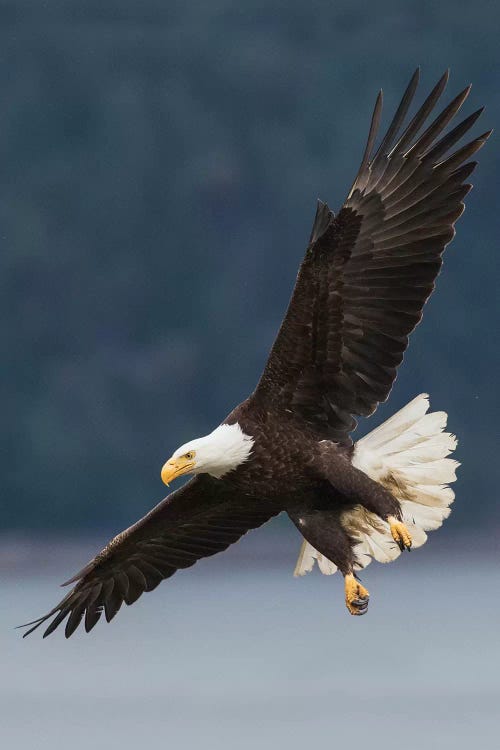 Bald Eagle II