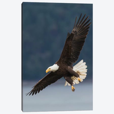 Bald Eagle II Canvas Print #CHE5} by Ken Archer Canvas Print