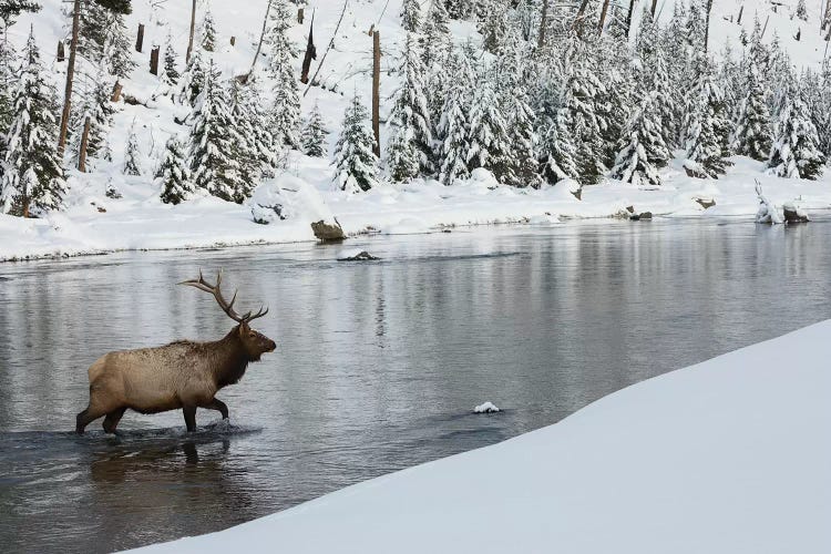 Bull elk crossing river