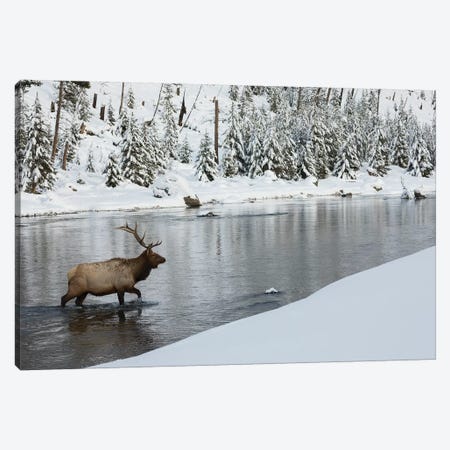 Bull elk crossing river Canvas Print #CHE60} by Ken Archer Canvas Print