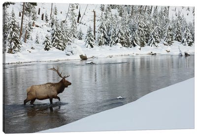 Bull elk crossing river Canvas Art Print - Elk Art