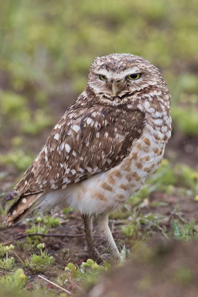 Ken Archer: Burrowing owl by Ken Archer