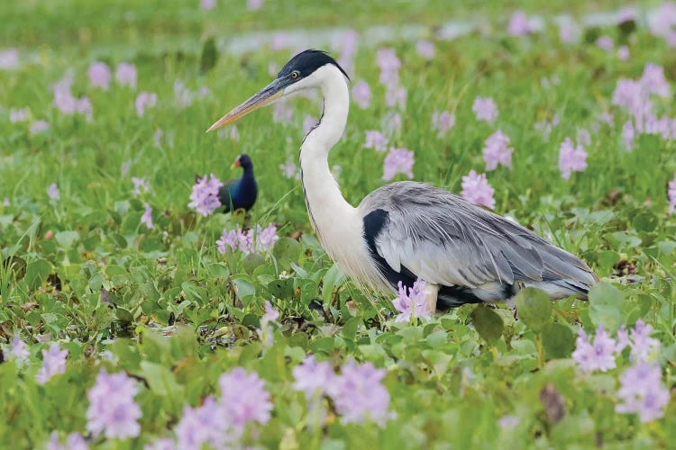 Cocoi Heron stalking through the flowering wetlands