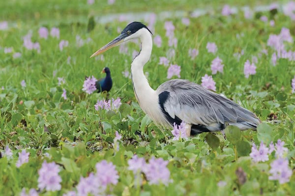 Ken Archer: Cocoi Heron stalking through the flowering wetlands by Ken Archer