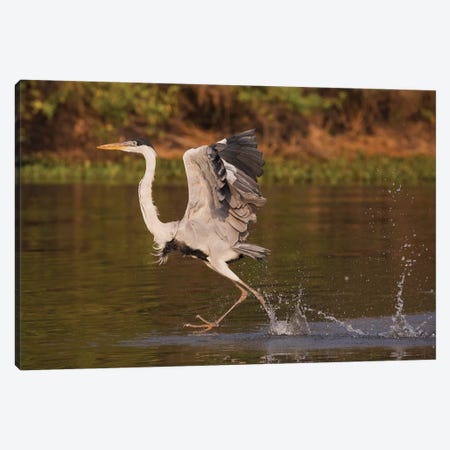 Cocoi Heron, walking on water Canvas Print #CHE63} by Ken Archer Art Print