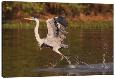 Cocoi Heron, walking on water Canvas Art Print - Heron Art