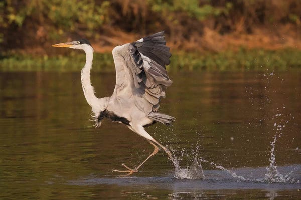 Ken Archer: Cocoi Heron, walking on water by Ken Archer