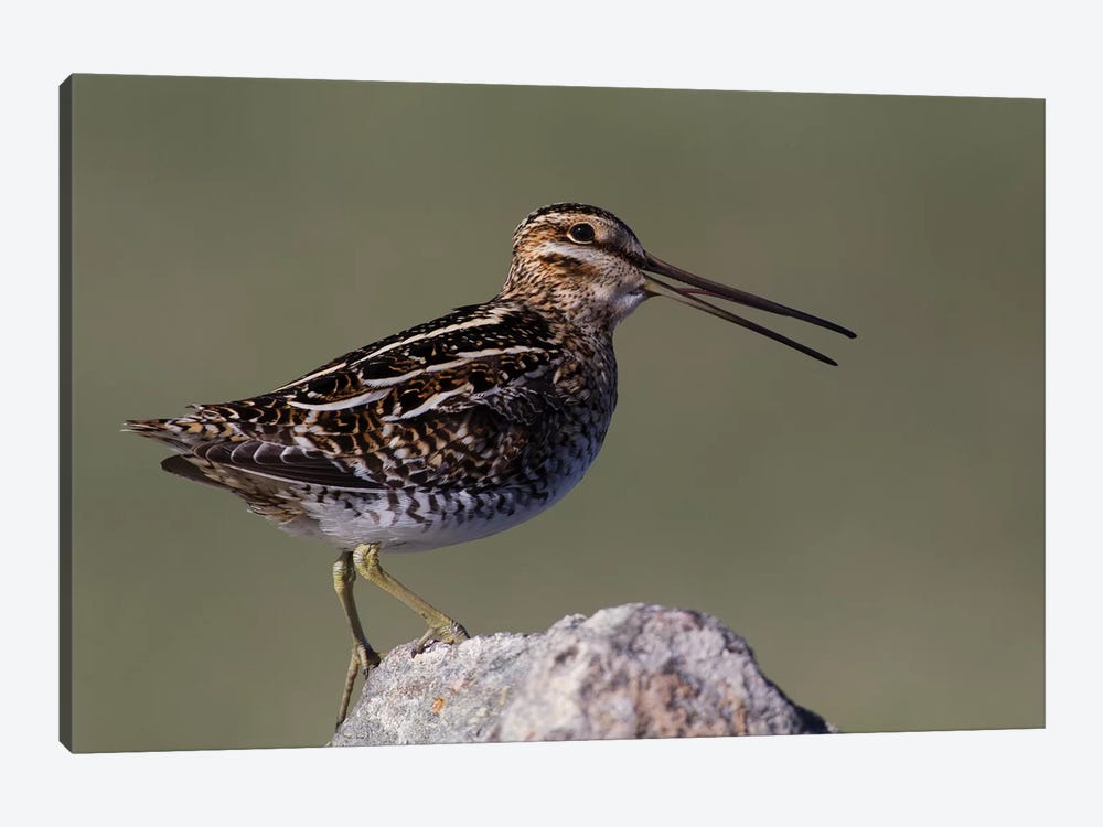 Common snipe calling by Ken Archer 1-piece Canvas Wall Art