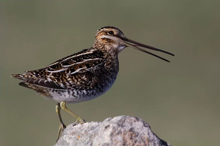 Common snipe calling