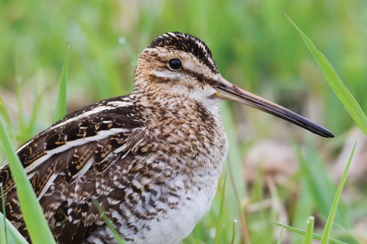 Common snipe close-up