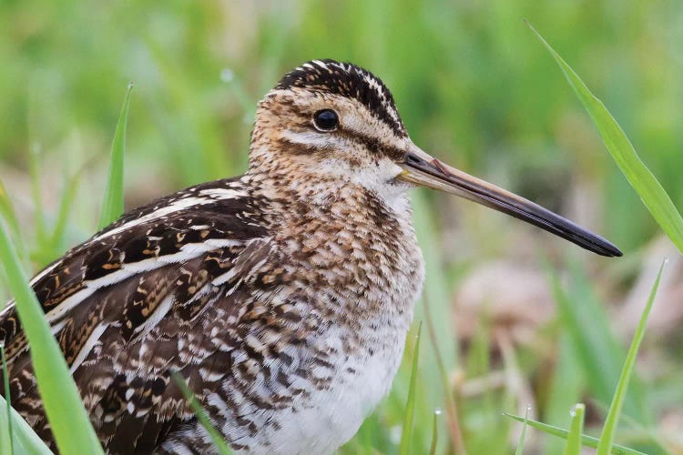 Common snipe close-up by Ken Archer wall art