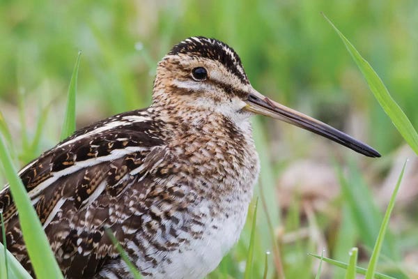 Ken Archer: Common snipe close-up by Ken Archer