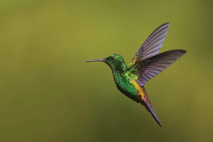 Copper-rumped Hummingbird