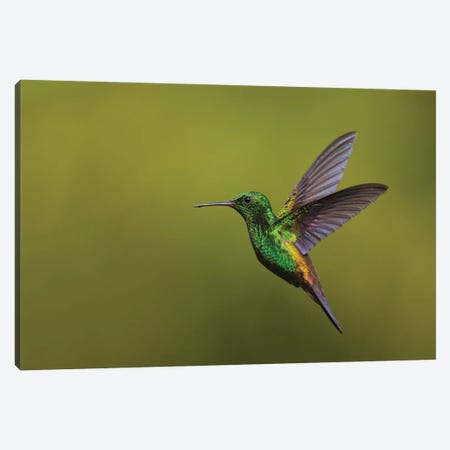 Copper-rumped Hummingbird Canvas Print #CHE66} by Ken Archer Canvas Artwork