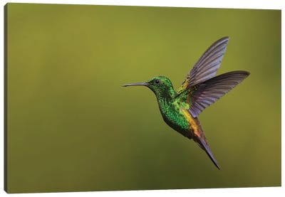 Copper-rumped Hummingbird Canvas Art Print