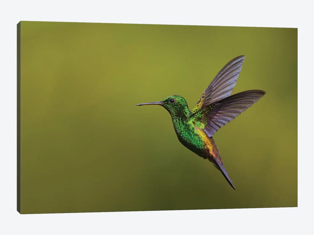 Copper-rumped Hummingbird by Ken Archer 1-piece Canvas Wall Art