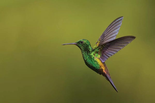 Ken Archer: Copper-rumped Hummingbird by Ken Archer