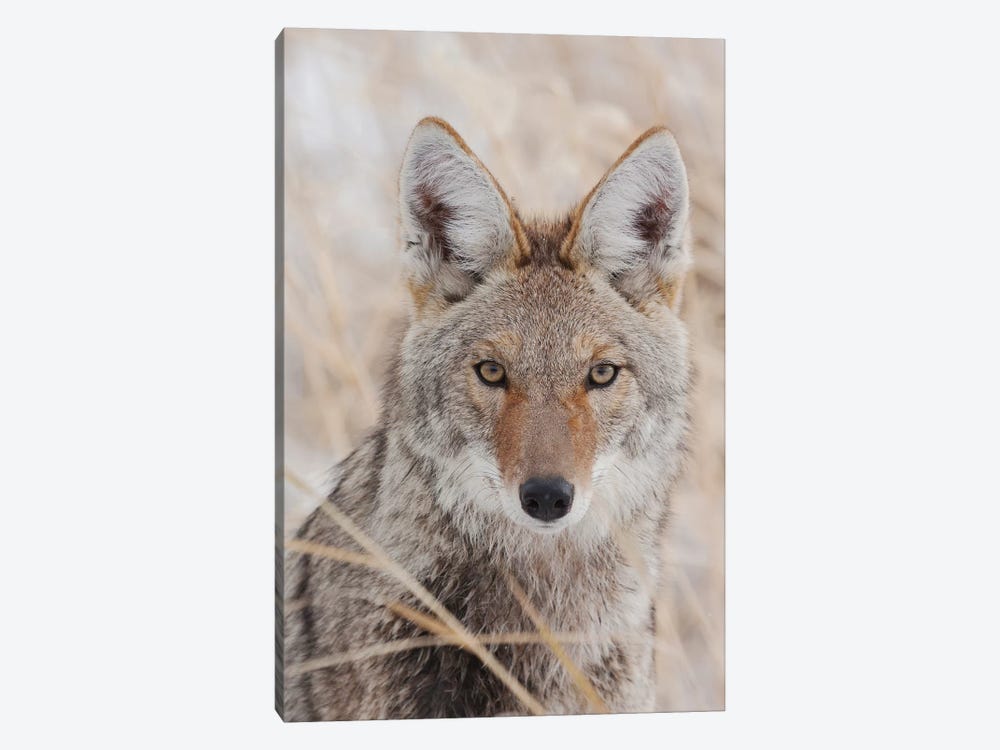 Coyote in autumn by Ken Archer 1-piece Art Print
