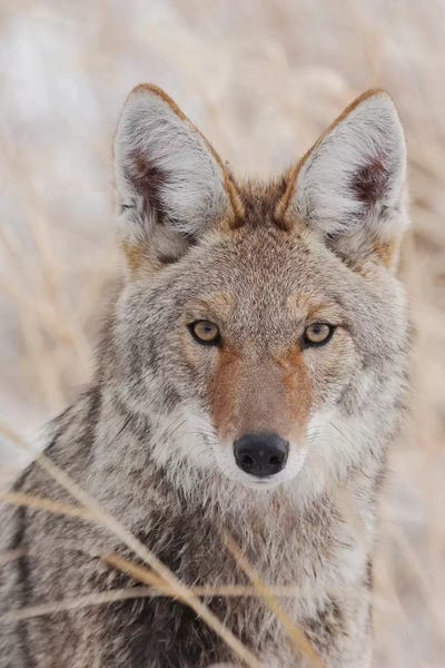 Ken Archer: Coyote in autumn by Ken Archer