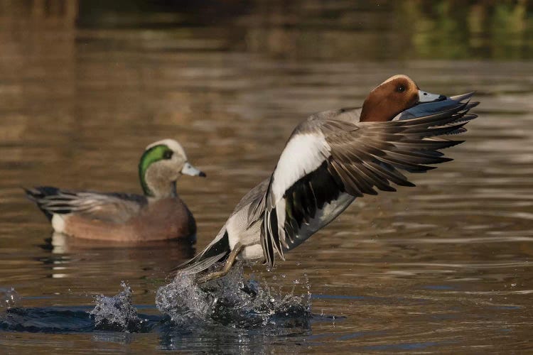 Eurasian wigeon flying