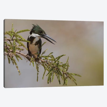 Female Amazon kingfisher Canvas Print #CHE69} by Ken Archer Canvas Print