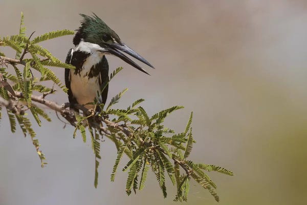 Ken Archer: Female Amazon kingfisher by Ken Archer
